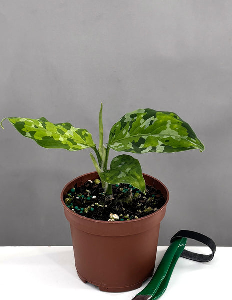 【人気沸騰】 Tricolor Pictum Aglaonema | Affordable Always | Houseplant その他観葉植物