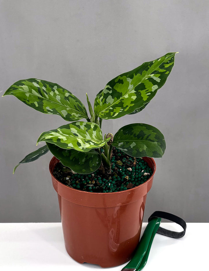Aglaonema Pictum Tricolor - Plant Proper - 4" Pot
