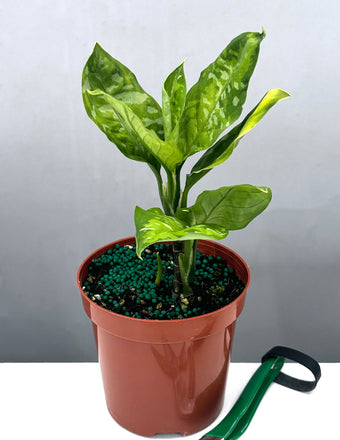 Aglaonema Pictum Tricolor - Plant Proper - 4" Pot