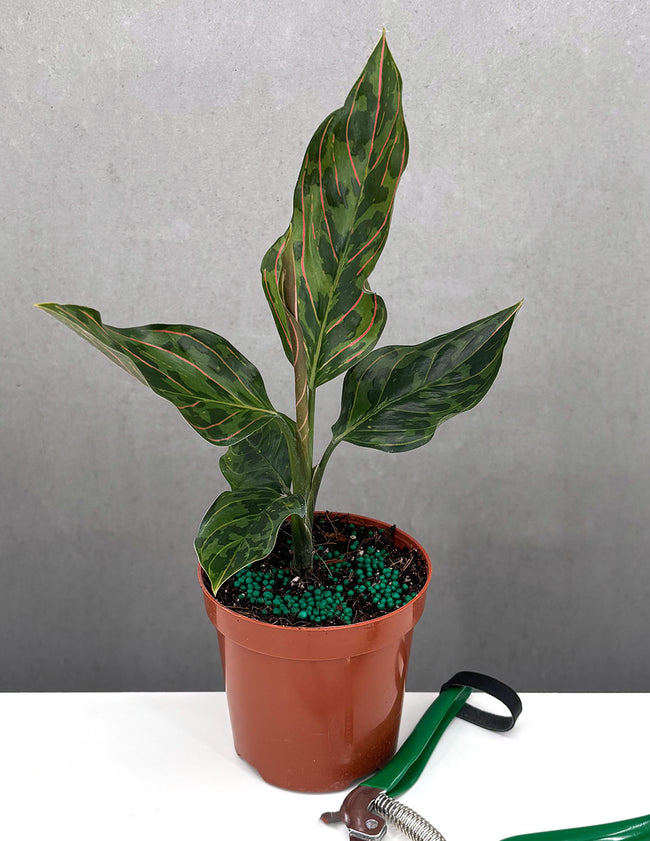 Aglaonema Red Army - Plant Proper - 4" Pot