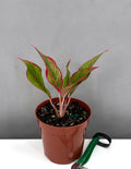 Aglaonema Red Siam - Plant Proper - 4" Pot