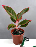 Aglaonema Red Siam - Plant Proper - 4" Pot