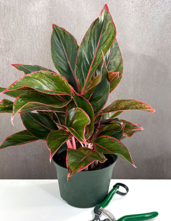 Aglaonema Red Siam - Plant Proper - 4" Pot