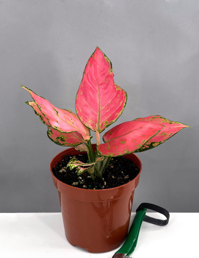 Aglaonema Red Zircon - Plant Proper - 4" Po