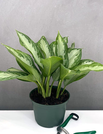 Aglaonema Silver Bay - Plant Proper - 6" Pot