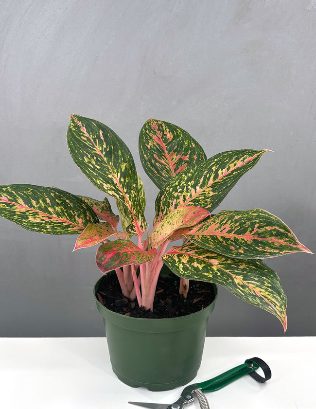 Aglaonema Sparkling Sarah - Plant Proper - 6" Pot