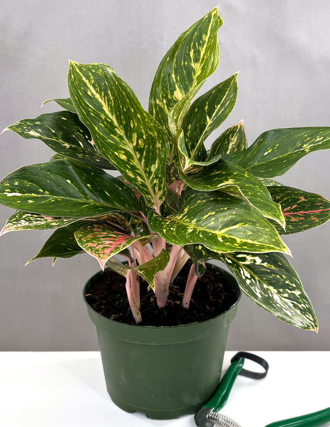 Aglaonema Sparkling Sarah - Plant Proper - 6" Pot