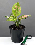 Aglaonema Wishes - Plant Proper - 4" Pot