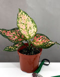 Aglaonema Wishes - Plant Proper - 4" Pot