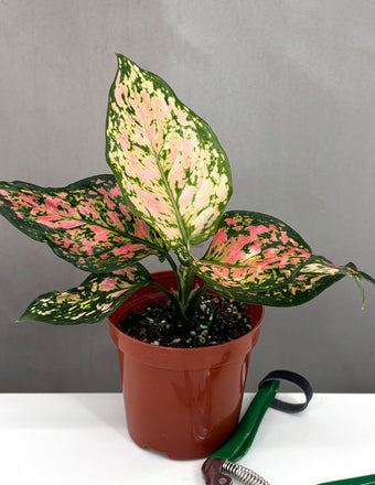 Aglaonema Wishes - Plant Proper - 4" Pot