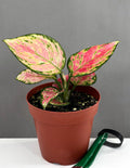Aglaonema Wishes - Plant Proper - 4" Pot