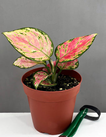Aglaonema Wishes - Plant Proper - 4" Pot