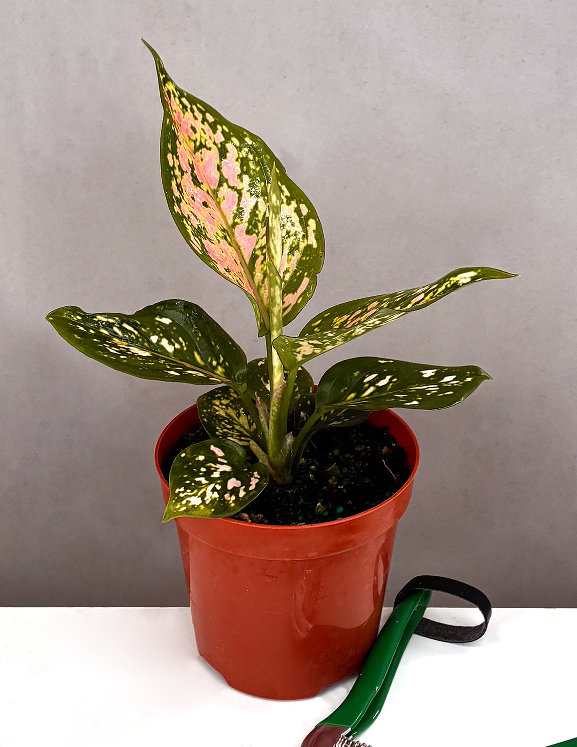 Aglaonema Wishes | Chinese Evergreen | Always Affordable at Plant