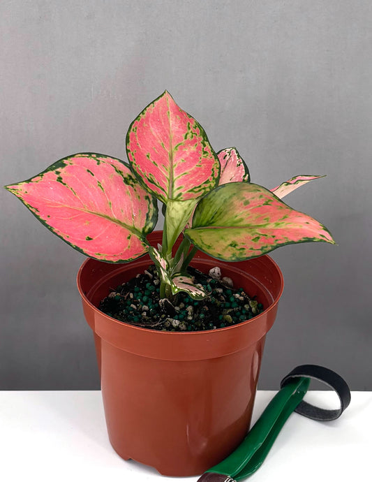 Aglaonema Wishes - Plant Proper - 4" Pot