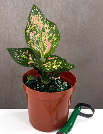 Aglaonema Wishes - Plant Proper - 4" Pot