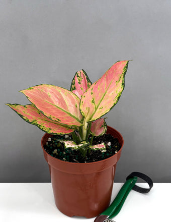 Aglaonema Red Zircon - Plant Proper - 4" Po