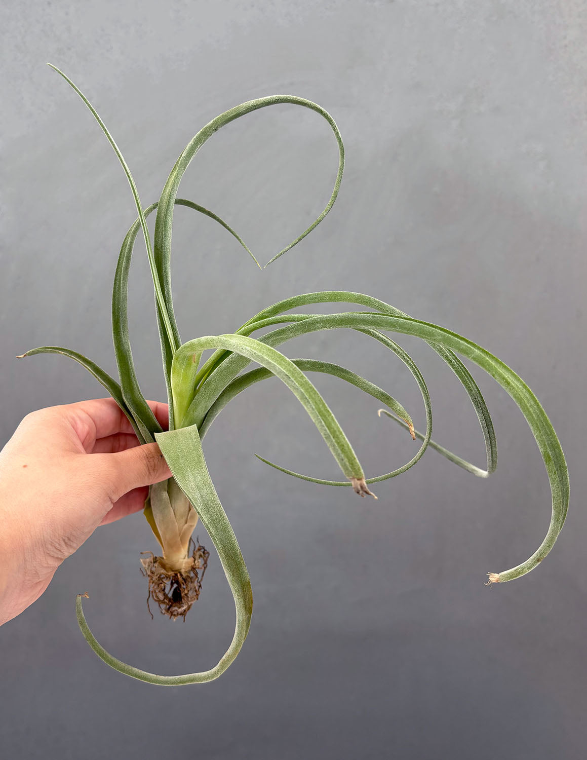 air plant stem Air Plant 'Curly Slim'