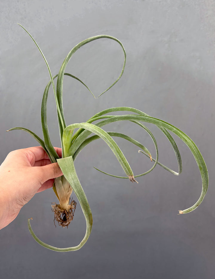 curly slim air plant care Air Plant 'Curly Slim' | Tillandsia