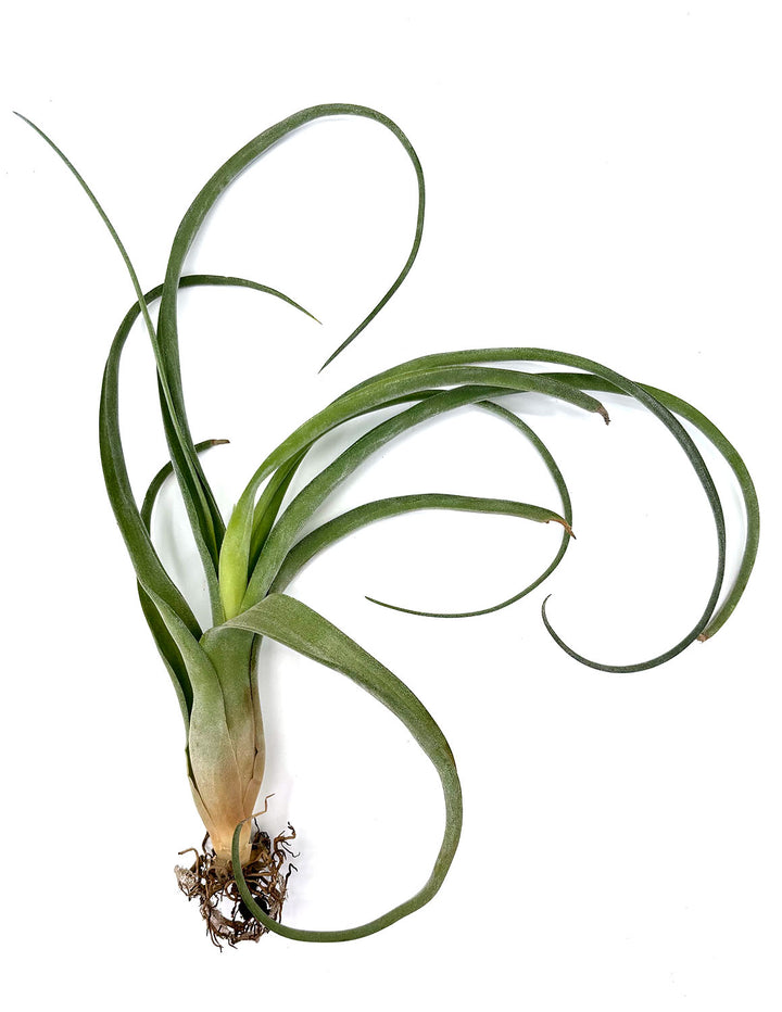curly locks air plant Air Plant 'Curly Slim'