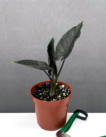 Alocasia Antoro Velvet - Plant Proper - 4" Pot