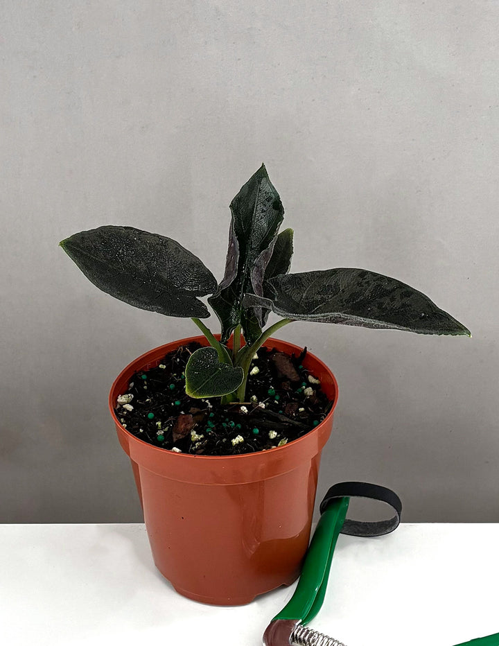 Alocasia Antoro Velvet | Houseplants