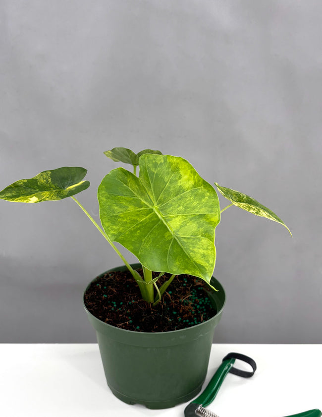 Alocasia Aurea - Plant Proper - 6" Pot