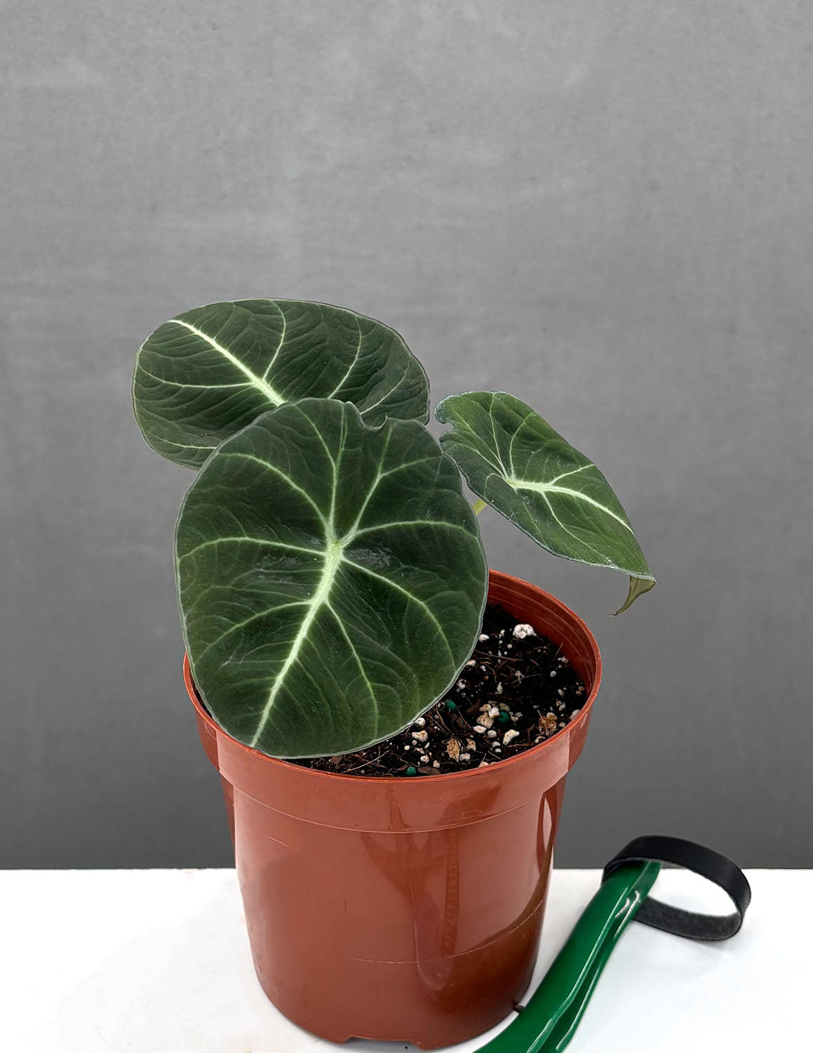 velvet plant indoor Alocasia Black Velvet | Alocasia Reginula