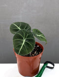 Alocasia Black Velvet - Plant Proper - 4" Pot