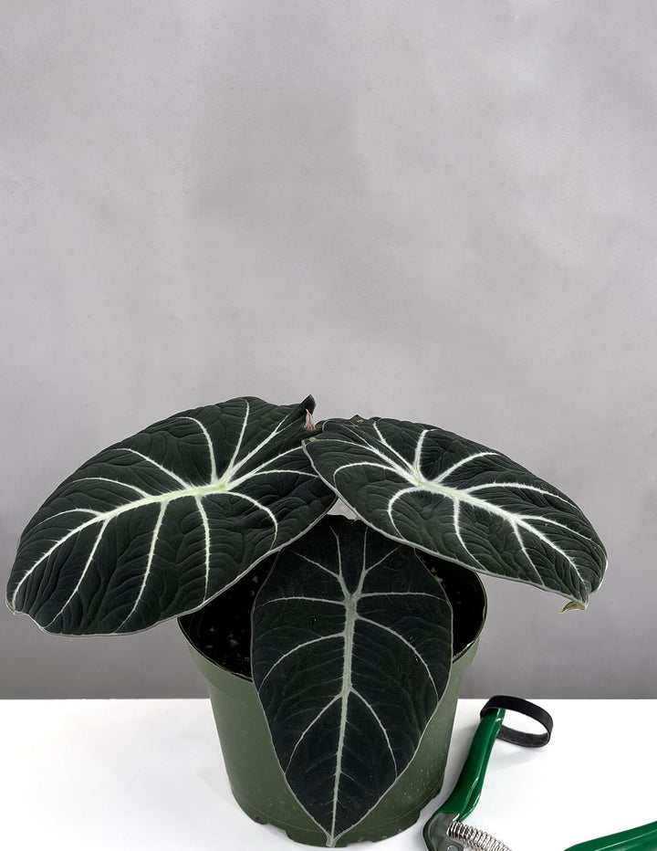 black velvet pothos Alocasia Black Velvet | Alocasia Reginula
