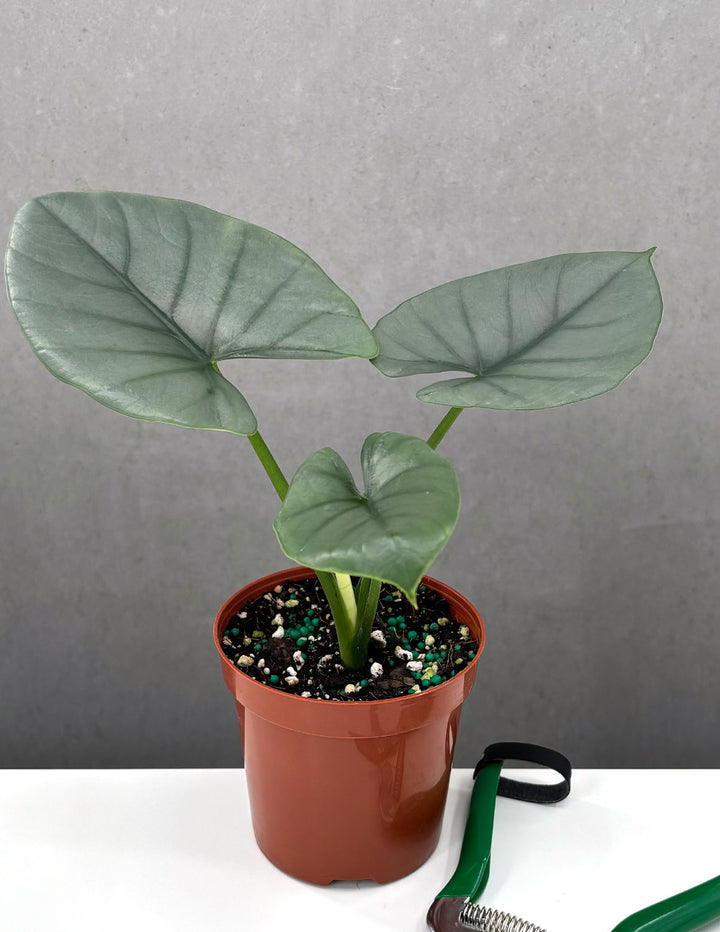alocasia water plant Alocasia Reginae