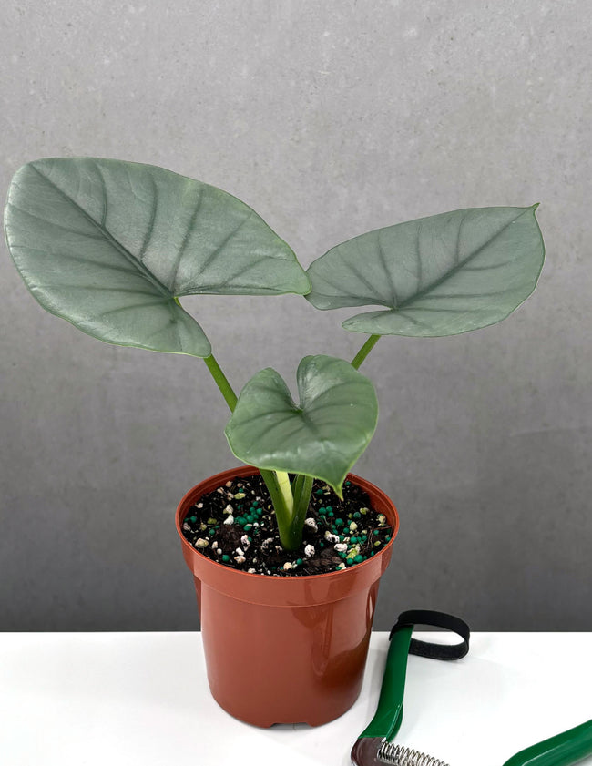 Alocasia Blue Dragon - Plant Proper - 4" Pot