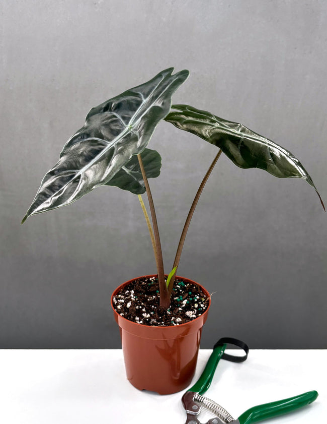 Alocasia Chantrieri - Plant Proper - 4" Pot