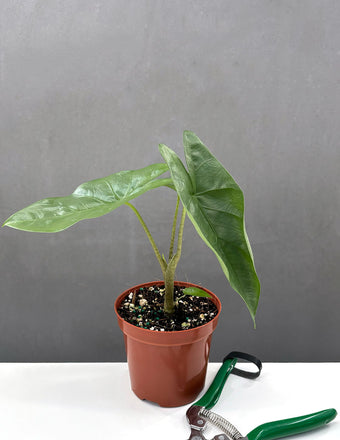 Alocasia Corazon - Plant Proper - 4" Pot