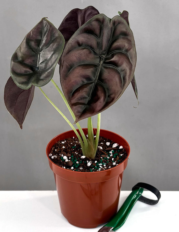 alocasia coffee cup Alocasia Cuprea | The Mirror Plant | Houseplants