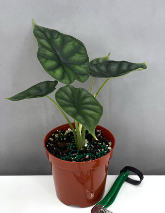 Alocasia Dragon Scale - Plant Proper - 4" Pot