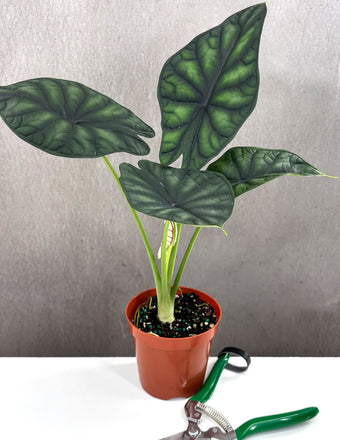 Alocasia Dragon Scale - Plant Proper - 4" Pot
