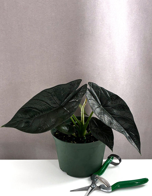 Alocasia Dragon Wing - Plant Proper - 6" Pot