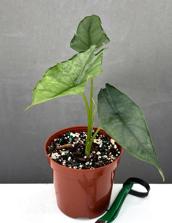 Alocasia Heterophylla Dragons Breath - Plant Proper - 4" Pot