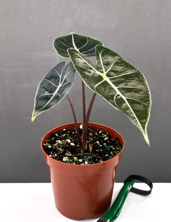 Alocasia Dragons Tooth - Plant Proper - 4" Pot