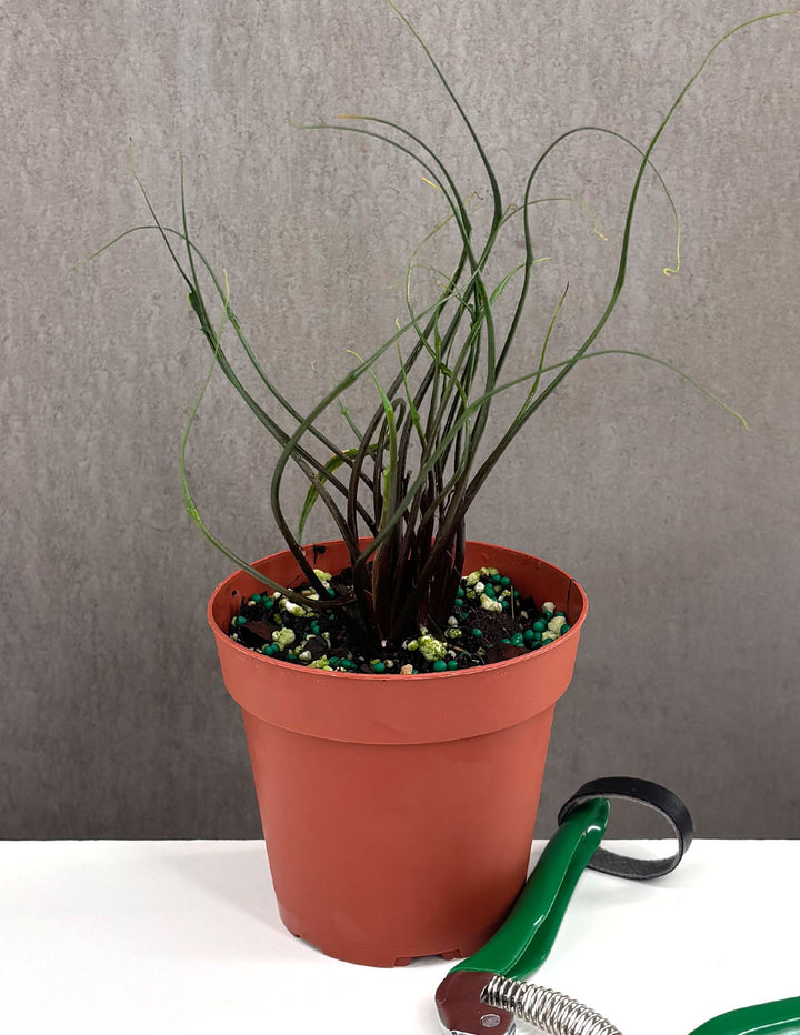 squid plant seeds Alocasia Flying Squid