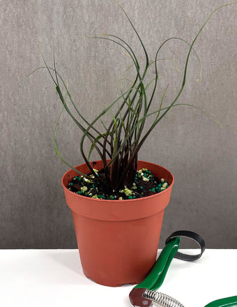 Alocasia Flying Squid - Plant Proper - 4" Pot
