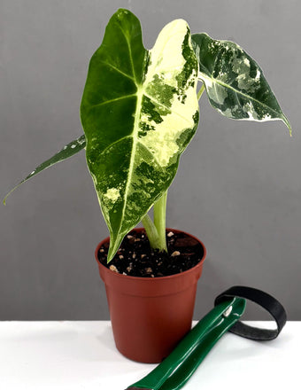 Alocasia Frydek Variegated - Plant Proper - 2" Pot