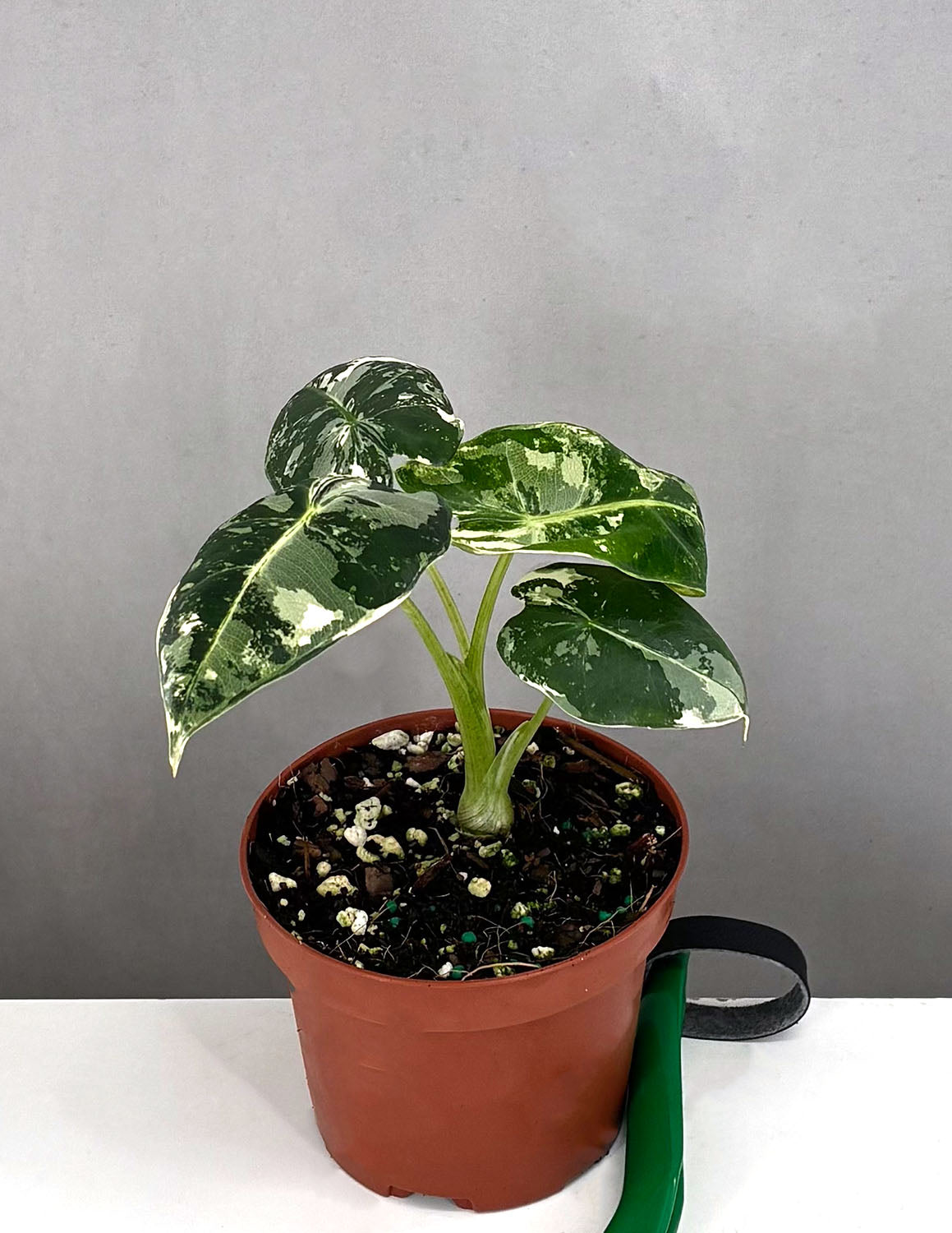 Alocasia Houseplants | Always Affordable at Plant Proper