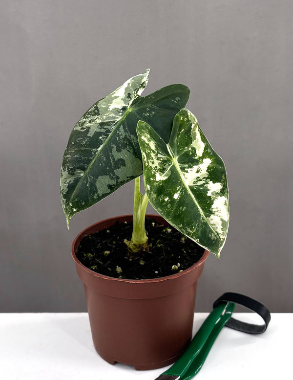 Alocasia Frydek Variegated - Plant Proper - 3" Pot