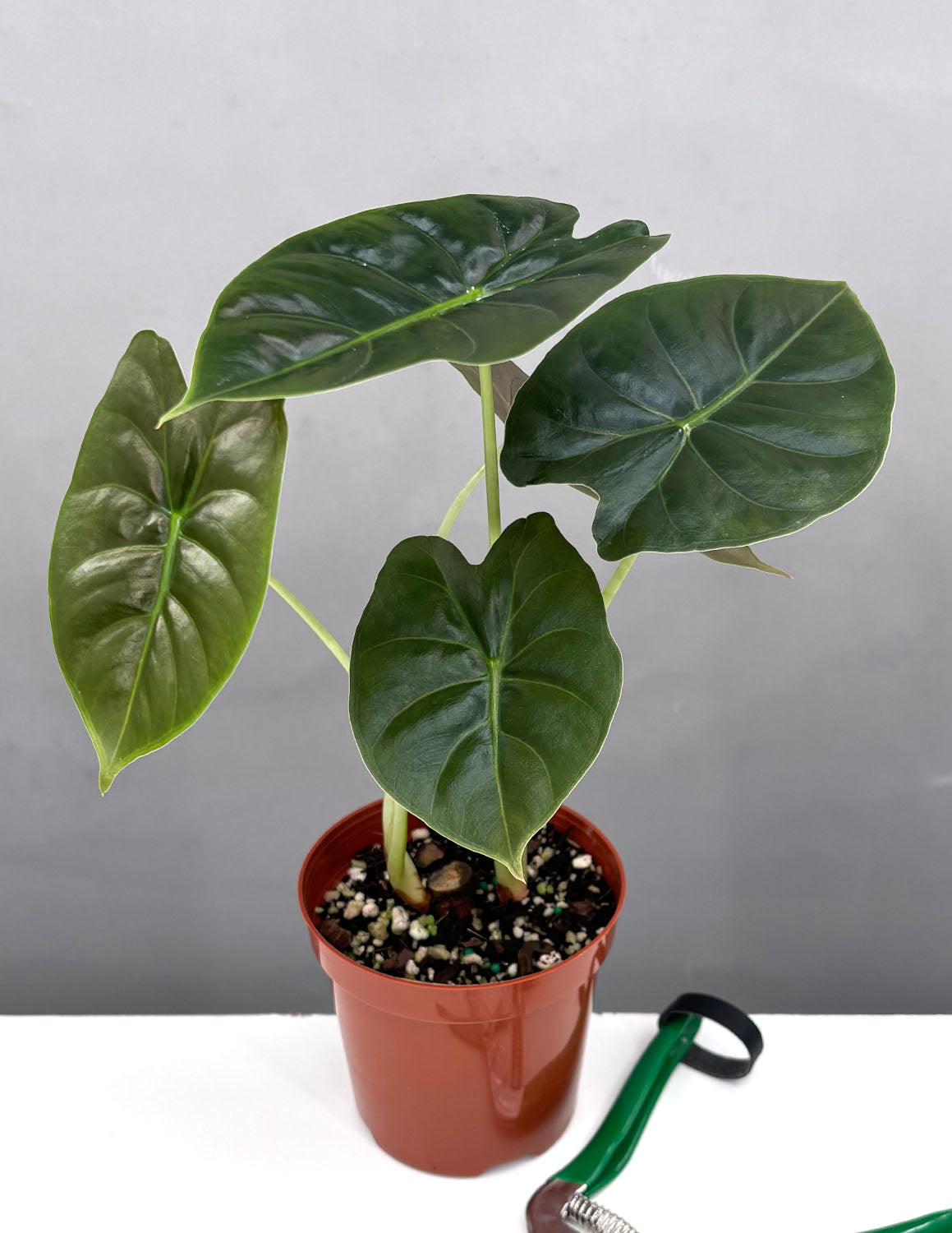 Alocasia Golden Bone buy 3-5 Leaves House Plant Aroid Tropical Indoor Outdoor DHL Express Free Phytosanitary Certificate