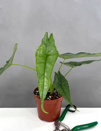 Alocasia Heterophylla Dragons Breath - Plant Proper - 4" Pot