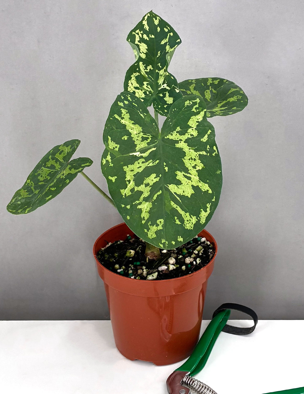 Alocasia Hilo Beauty - Plant Proper - 4" Pot