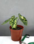 Alocasia Hilo Beauty - Plant Proper - 4" Pot