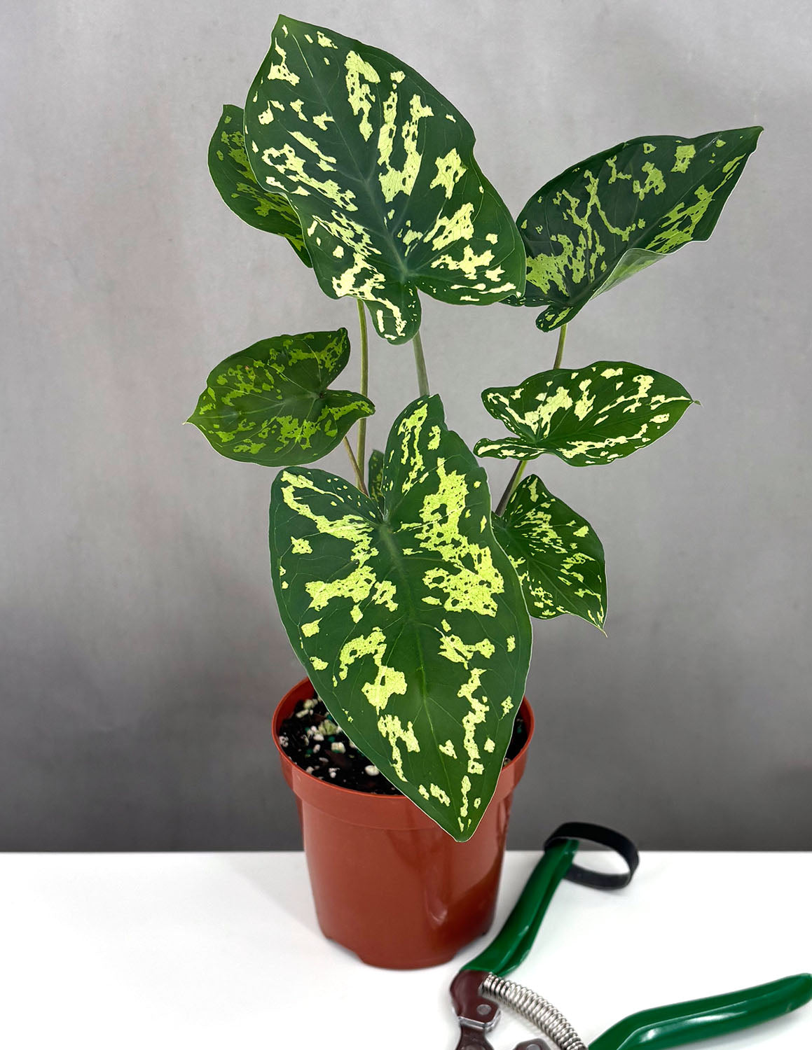 Alocasia Hilo Beauty - Plant Proper - 4" Pot