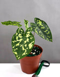 Alocasia Hilo Beauty - Plant Proper - 4" Pot